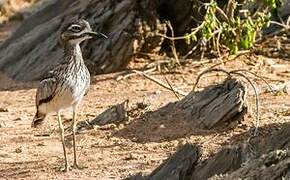 Water Thick-knee