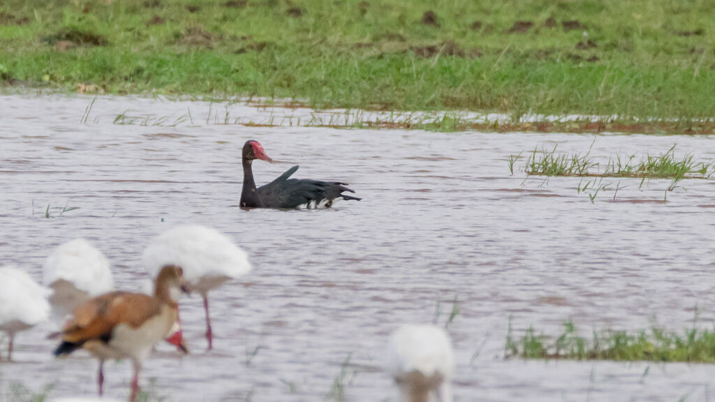 Spur-winged Goose