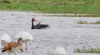 Spur-winged Goose