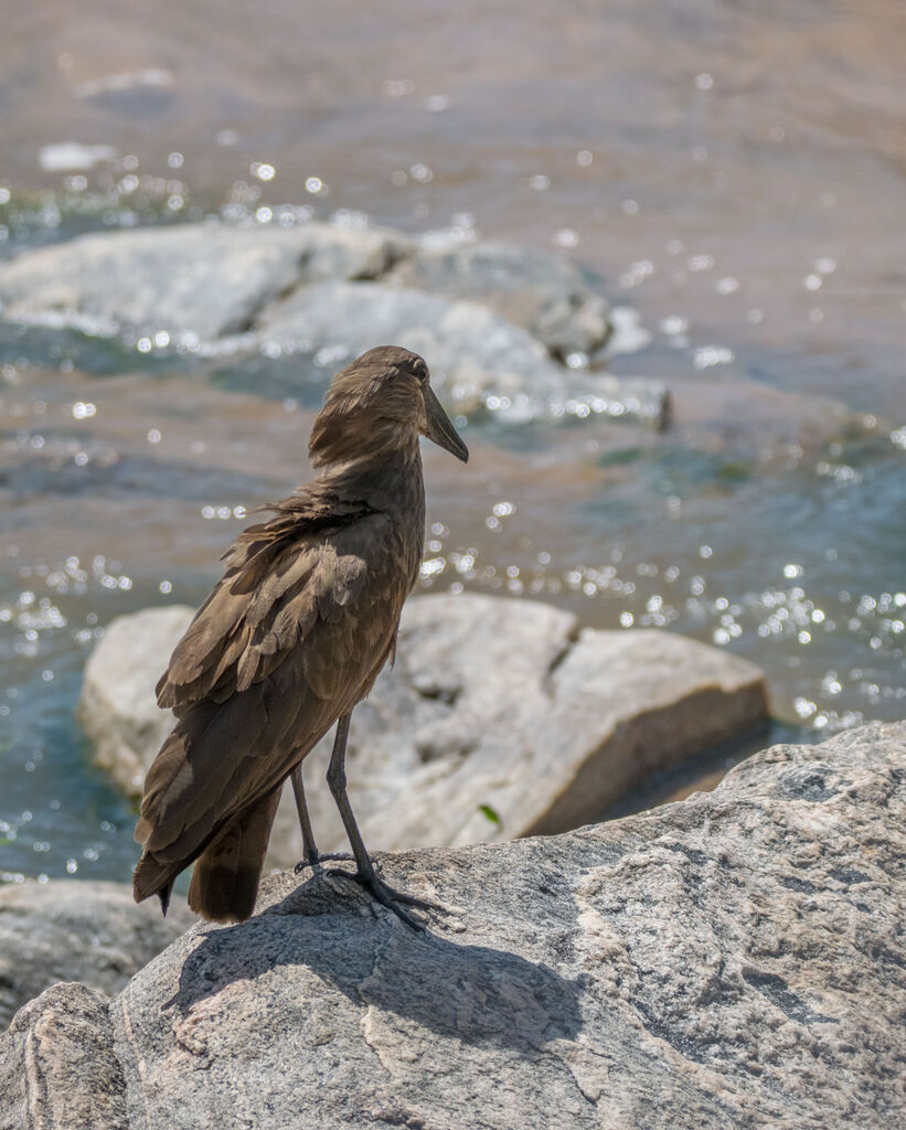 Hamerkop