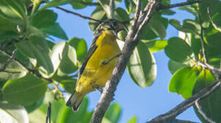 Violaceous Euphonia