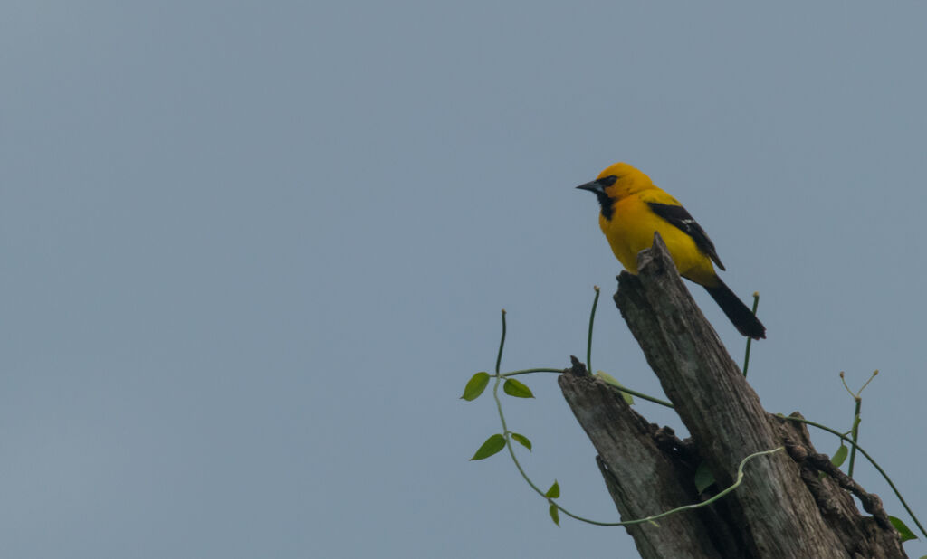 Yellow Oriole