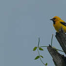 Oriole jaune