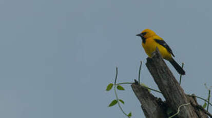 Oriole jaune