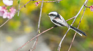 Long-tailed Tit