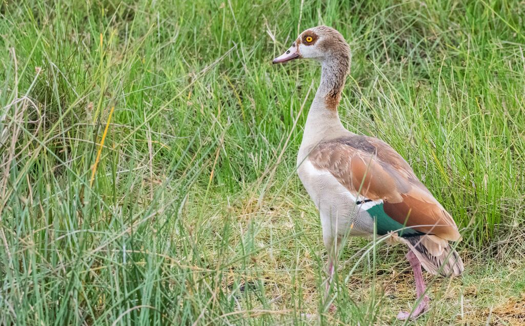 Egyptian Goose