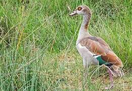 Egyptian Goose