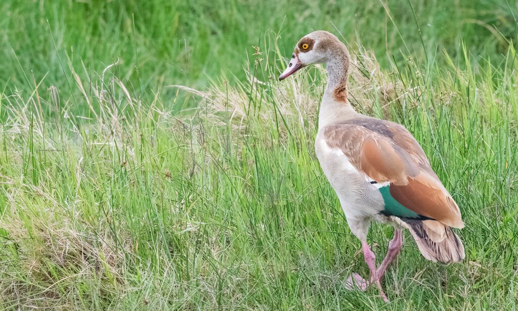 Egyptian Goose