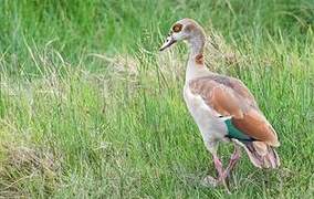 Egyptian Goose