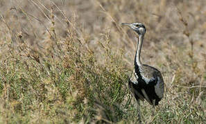 Black-bellied Bustard