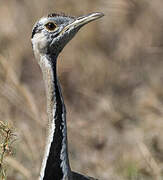 Black-bellied Bustard