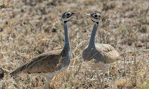 White-bellied Bustard