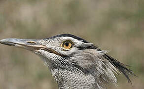 Kori Bustard