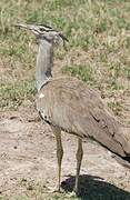 Kori Bustard