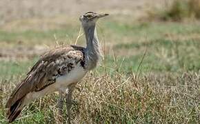 Kori Bustard