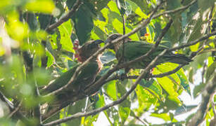 Red-fan Parrot