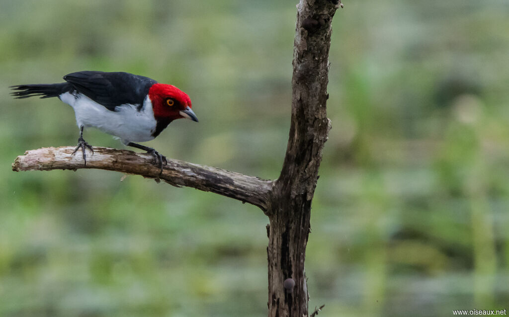 Red-capped Cardinal