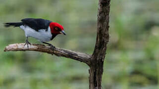 Red-capped Cardinal