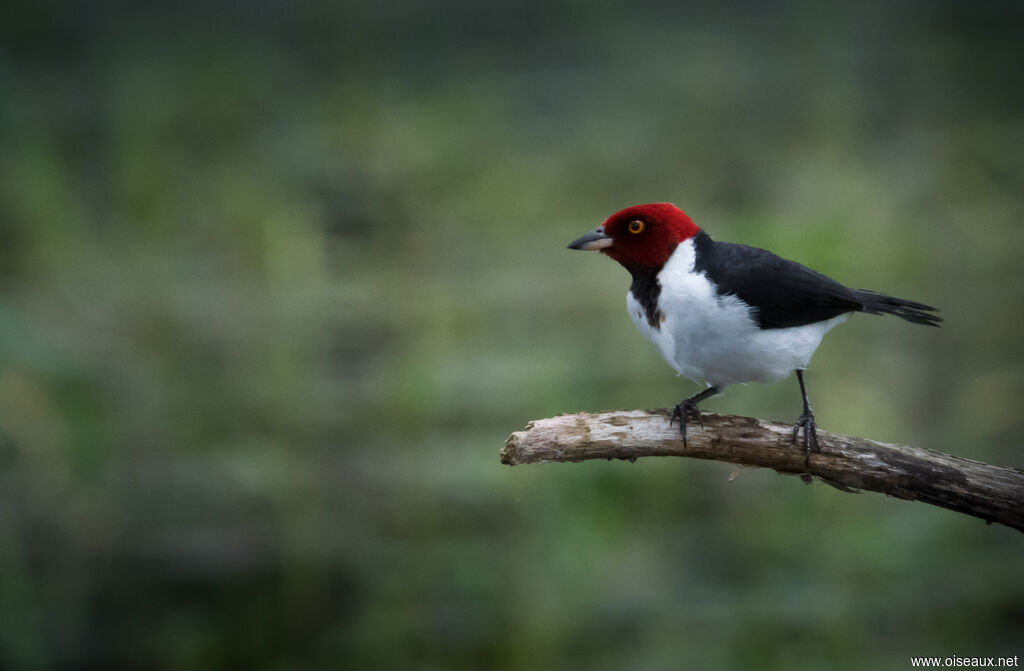 Red-capped Cardinal