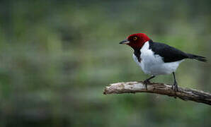 Red-capped Cardinal