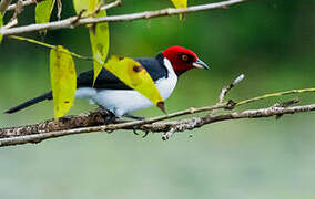 Red-capped Cardinal