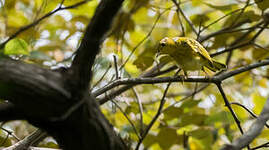 Paruline des mangroves