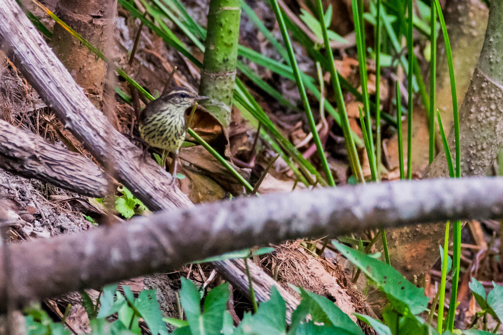 Northern Waterthrush