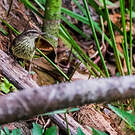 Paruline des ruisseaux