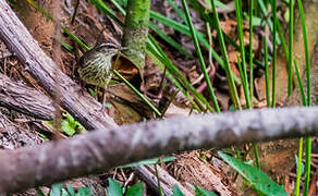 Northern Waterthrush