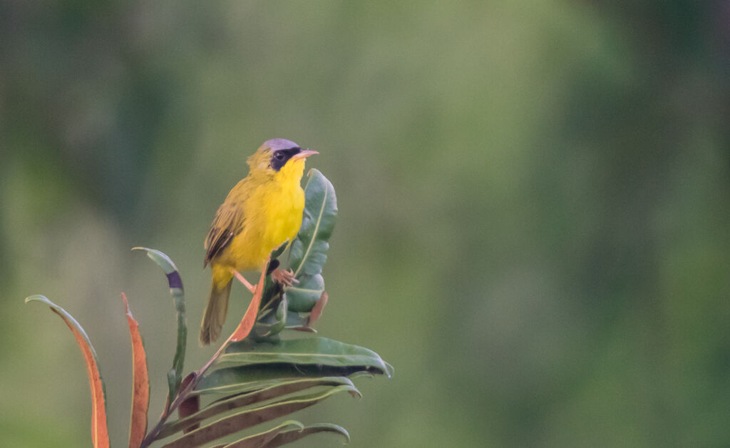 Masked Yellowthroat