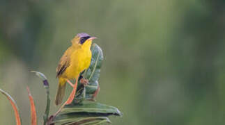 Masked Yellowthroat