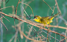 Masked Yellowthroat