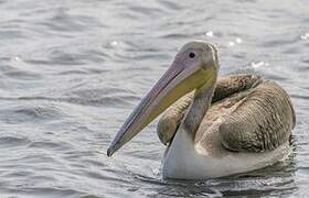 Great White Pelican