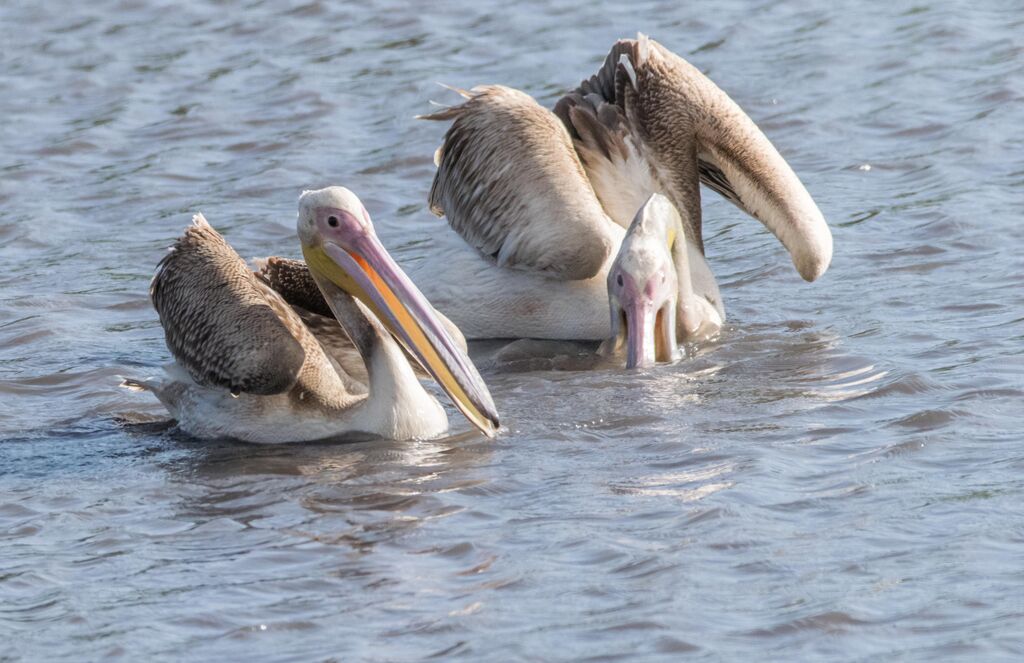 Great White Pelican