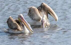 Great White Pelican