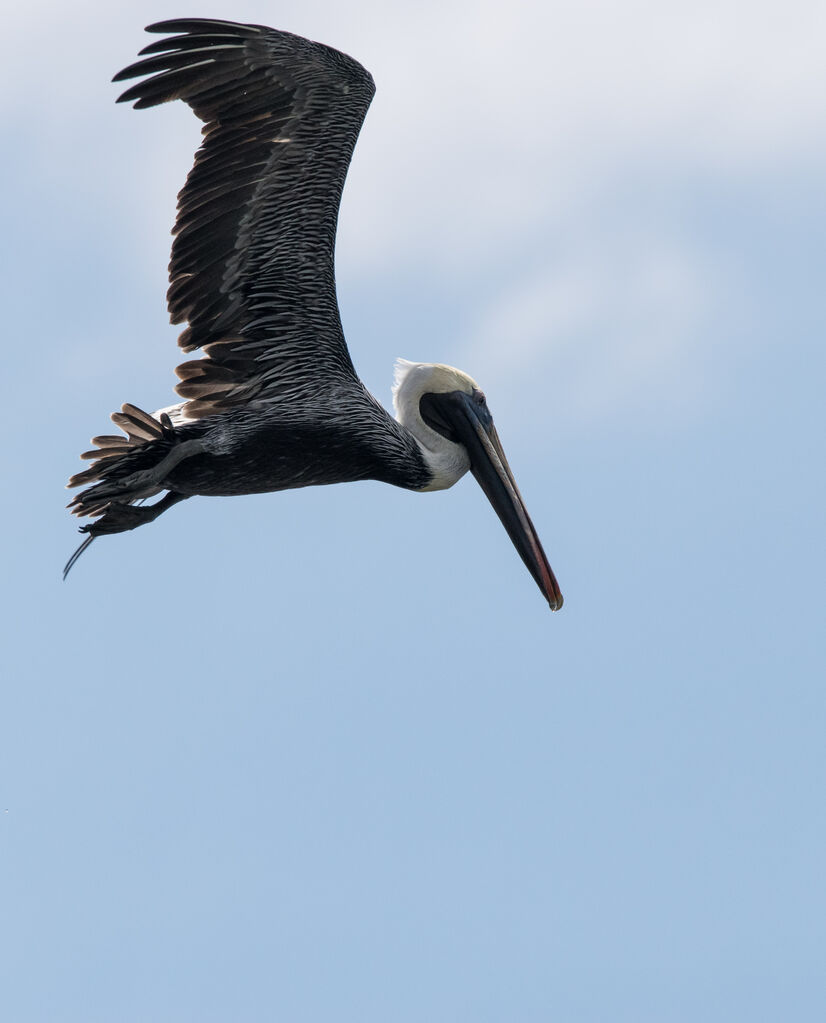 Brown Pelican