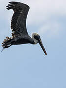 Brown Pelican