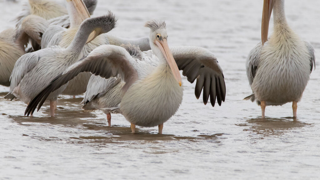 Pink-backed Pelican