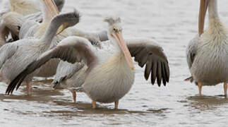 Pink-backed Pelican