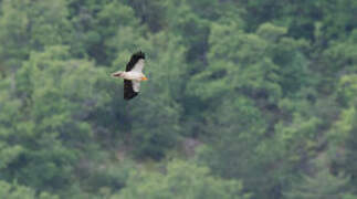 Egyptian Vulture