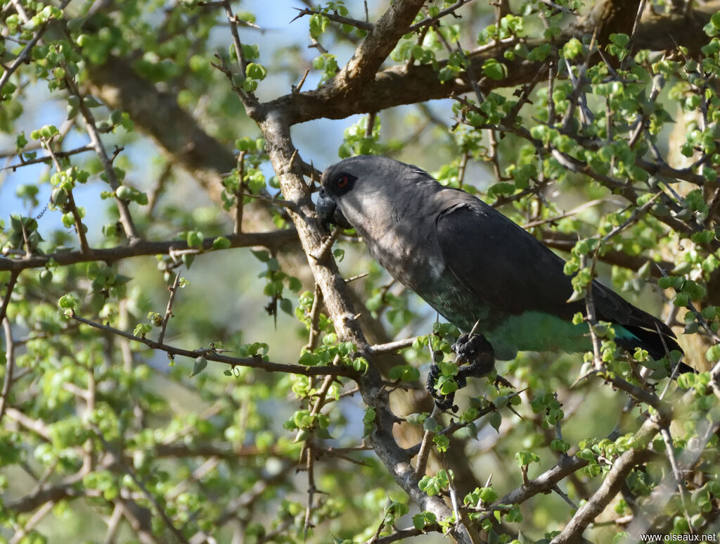 Red-bellied Parrot