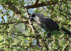 Red-bellied Parrot