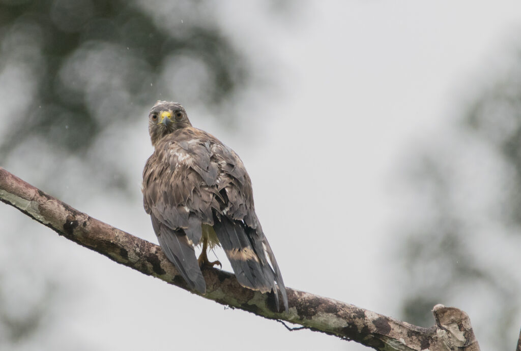 Broad-winged Hawk