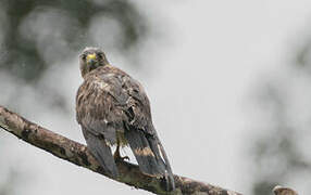 Broad-winged Hawk