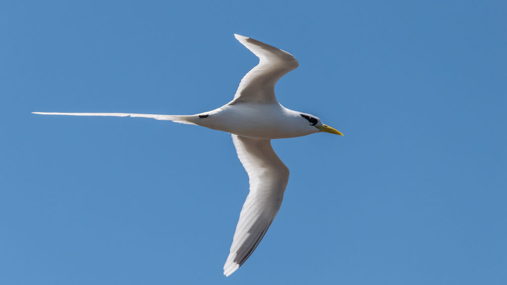 White-tailed Tropicbird