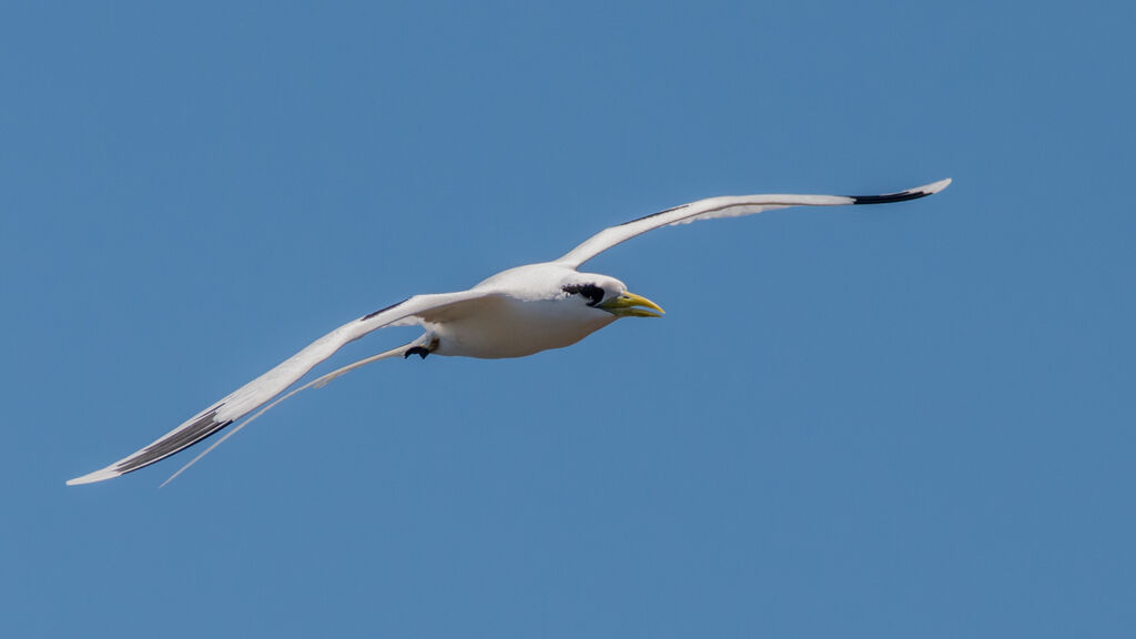 White-tailed Tropicbird