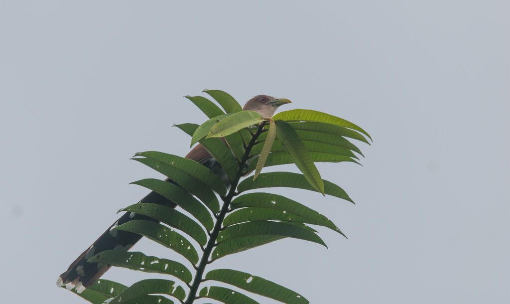 Squirrel Cuckoo