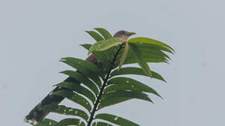 Squirrel Cuckoo