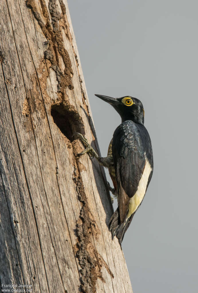 Pic à chevron d'or femelle adulte, identification