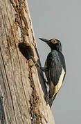 Yellow-tufted Woodpecker